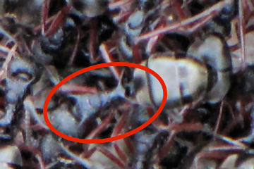 Double-spined Dolly Ant Identification